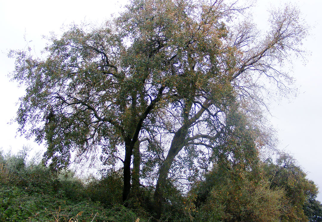 Árbol de Quercus faginea