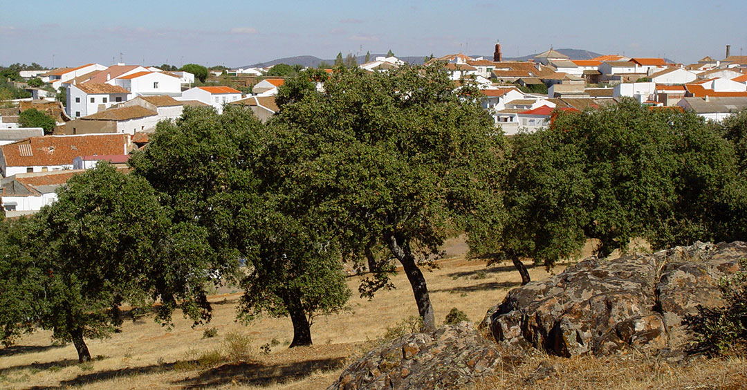 Árboles de Quercus ilex