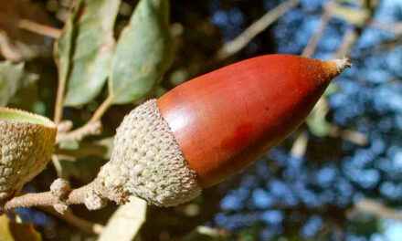 Quercus ilex