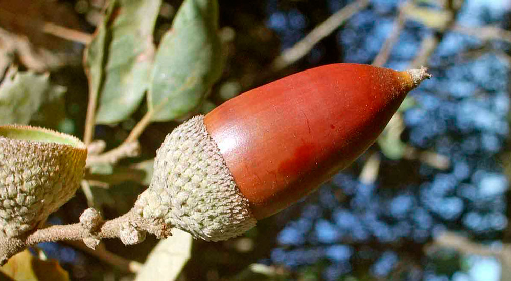 Quercus ilex