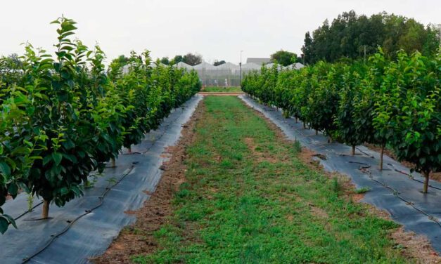 La erosión del suelo agrícola