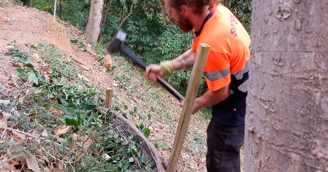 Cursos prácticos de técnicas de conservación del bosque