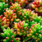 Especies de Sedum