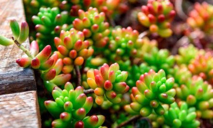 Especies de Sedum