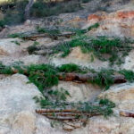 Fajinas forestales para control de erosión del suelo