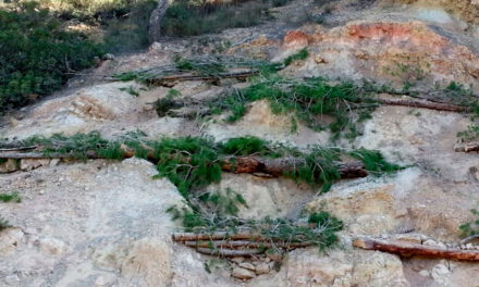 Fajinas forestales para control de erosión del suelo