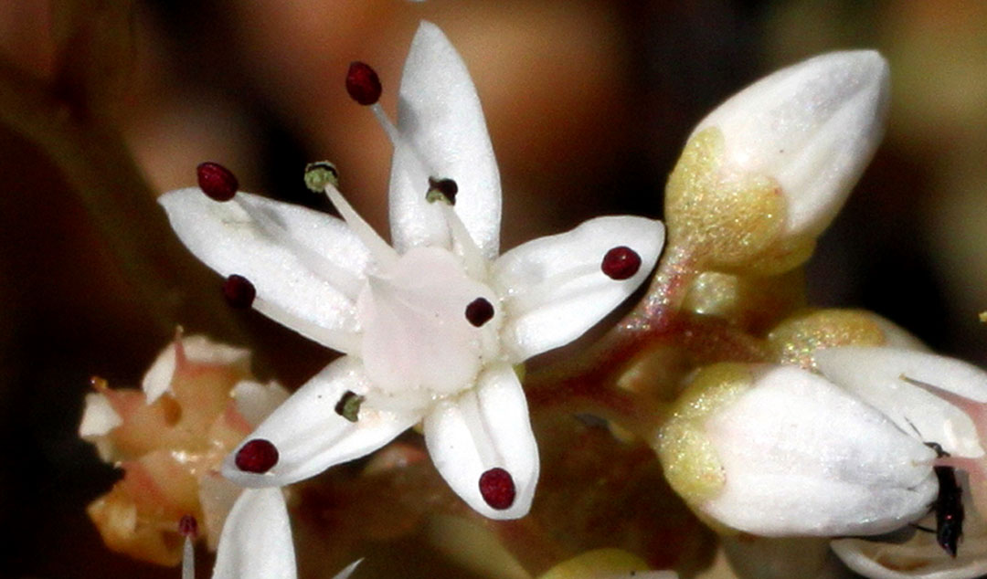 Flores de Sedum gypsicola