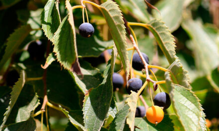 Celtis Australis