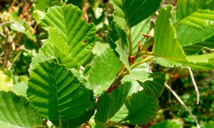 Alnus glutinosa