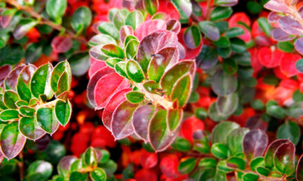 Cotoneaster horizontalis