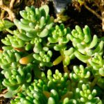 Sedum album