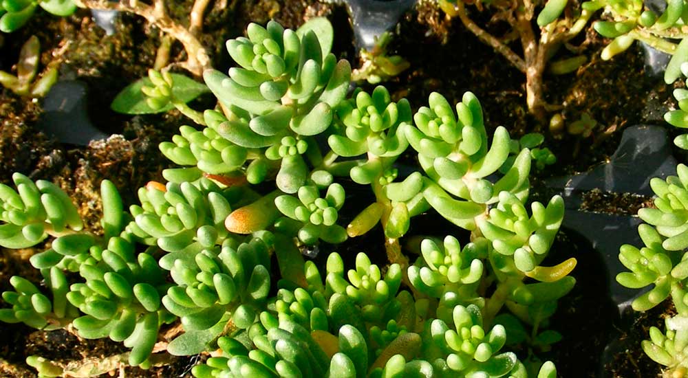 Sedum album