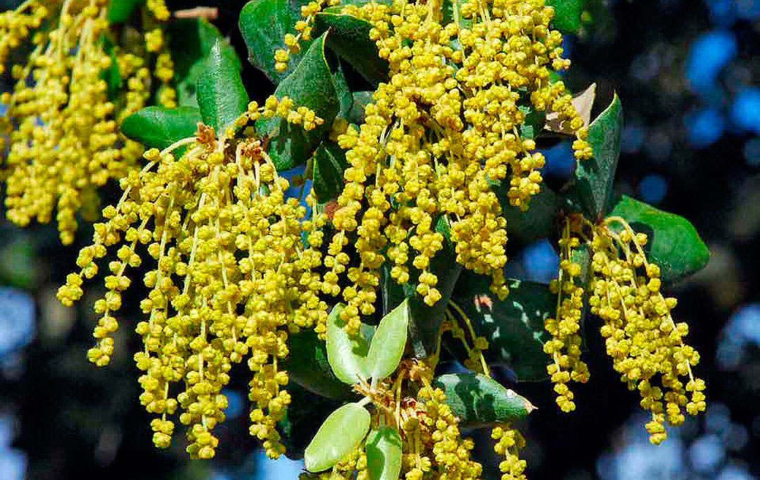 Inflorescencia de Quercus ilex