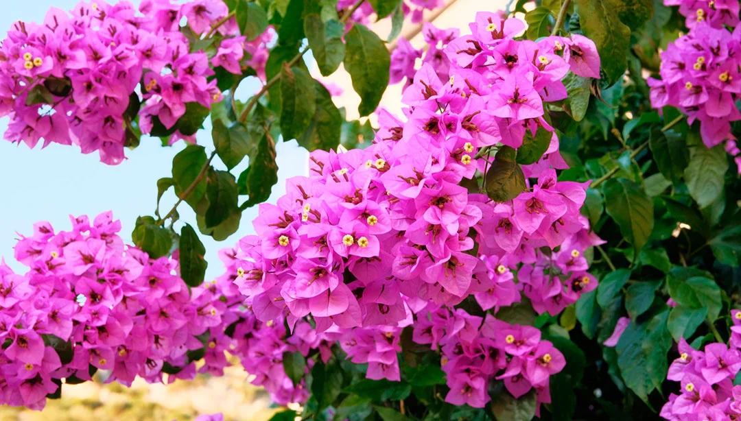 Planta de buganvilla en floración