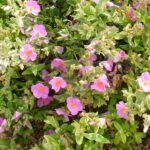 Cistus albidus