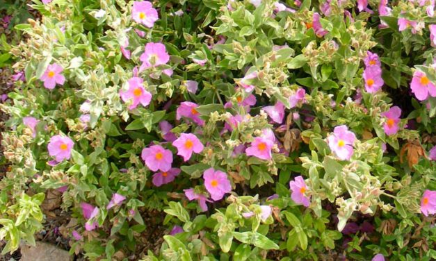 Cistus albidus