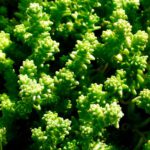 Sedum acre