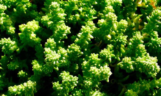 Sedum acre