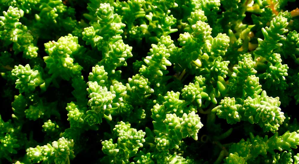 Sedum acre