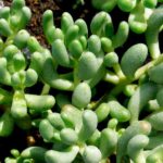 Sedum gypsicola