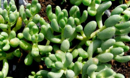 Sedum gypsicola