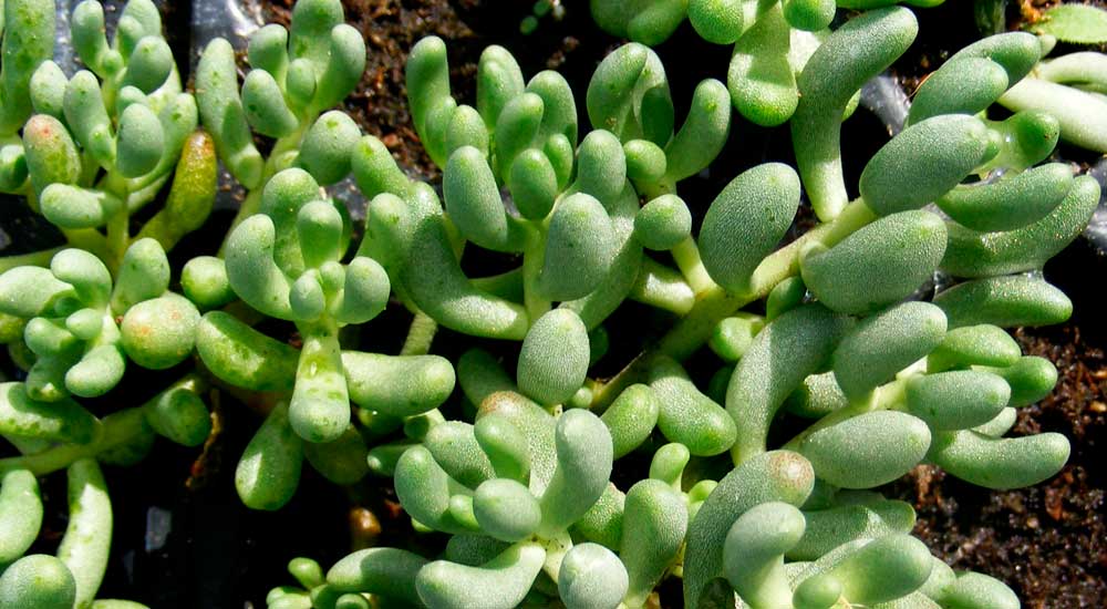 Sedum gypsicola