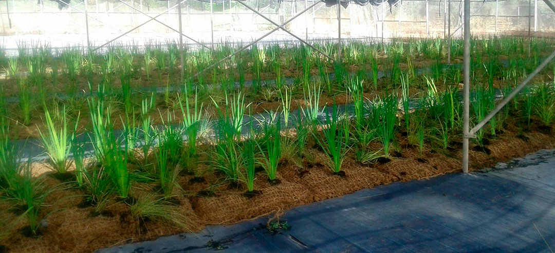 Plantas cultivadas en colchones orgánicos