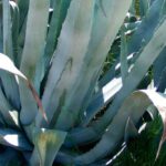 Agave americana