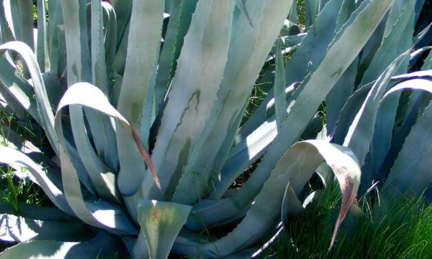 Agave americana