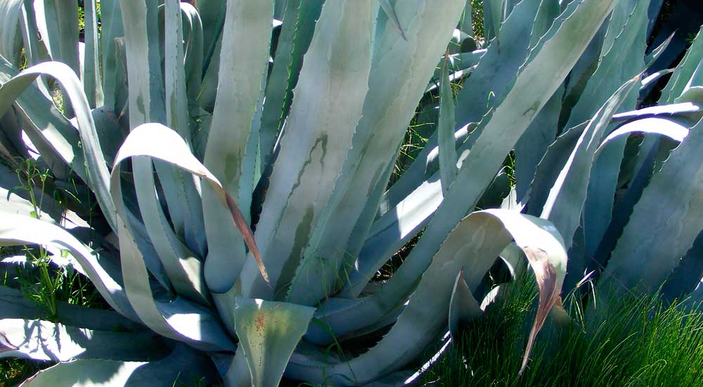 Agave americana