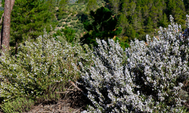 Plantas aromáticas