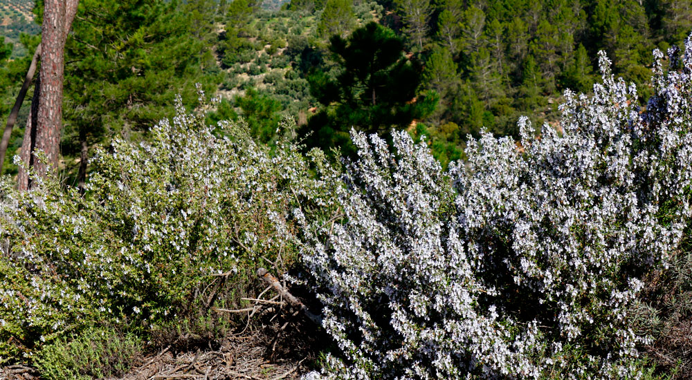 Plantas aromáticas