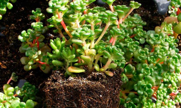 Sedum oreganum