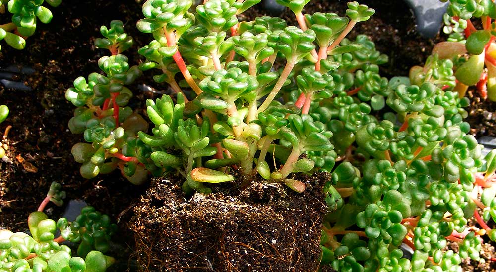 Sedum oreganum