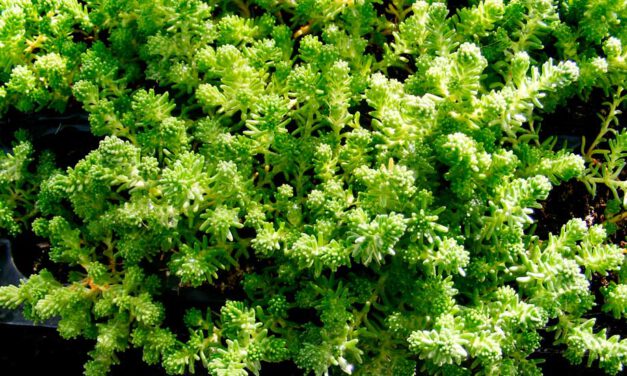 Sedum sexangulare