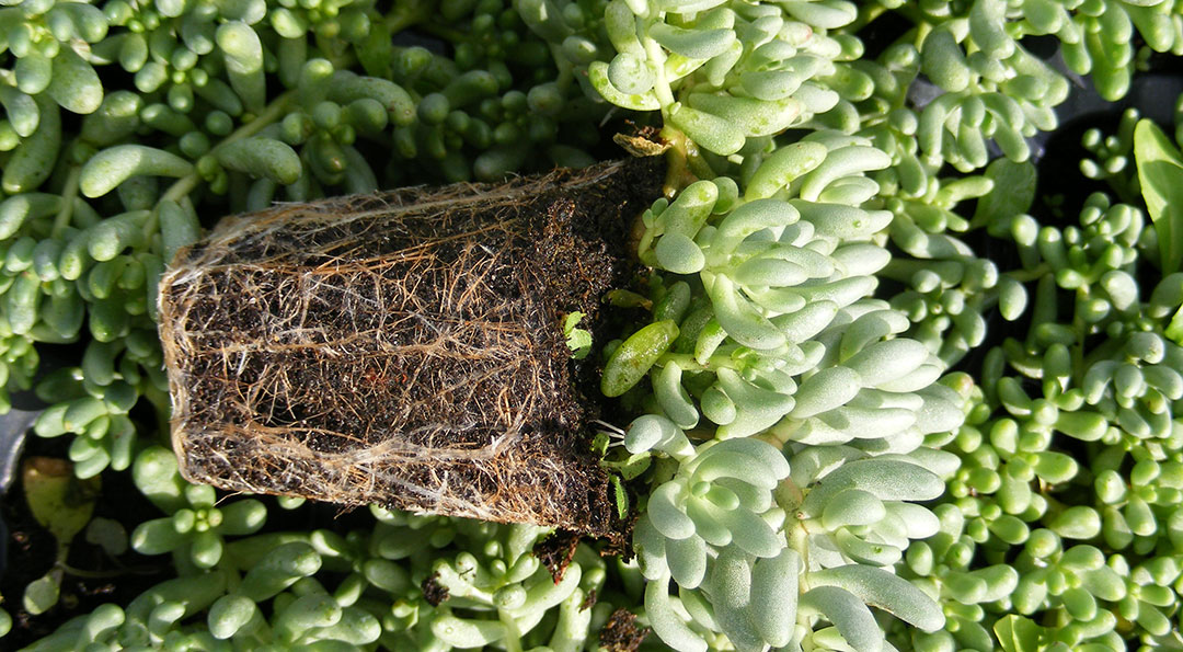 Plantel de Sedum gypsicola