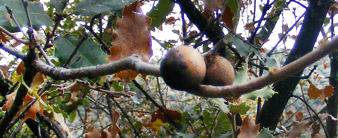 Agallas en el Quercus faginea