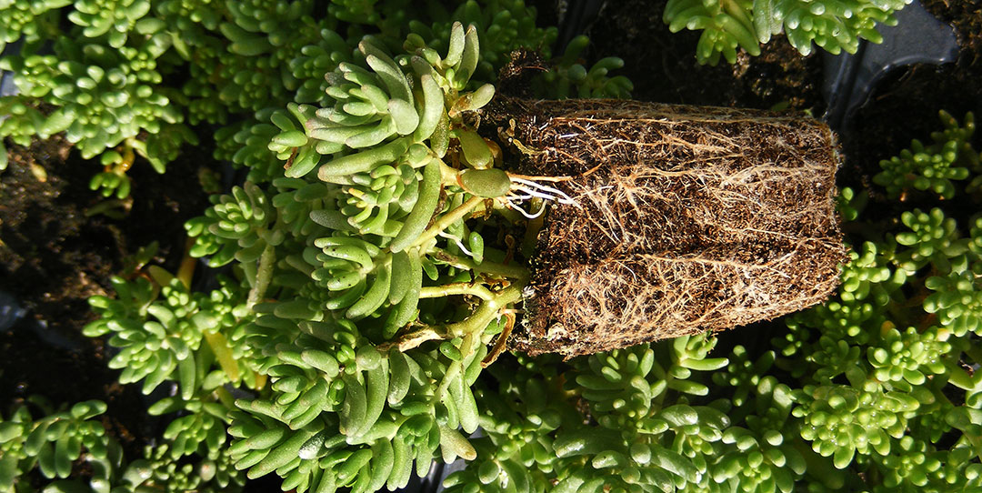 Sedum album en cultivo